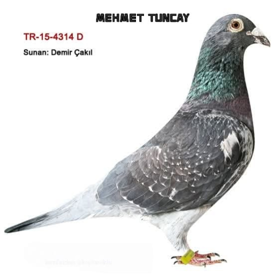 MEHMET TUNCAY
