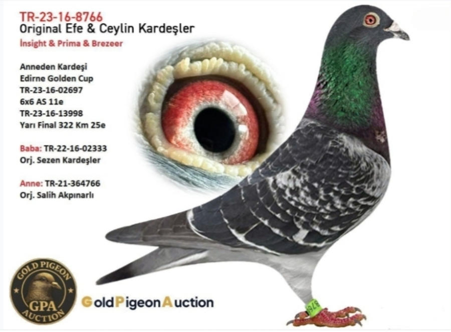 Erkek